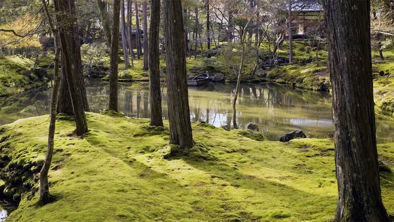 The Magical World of Moss still
