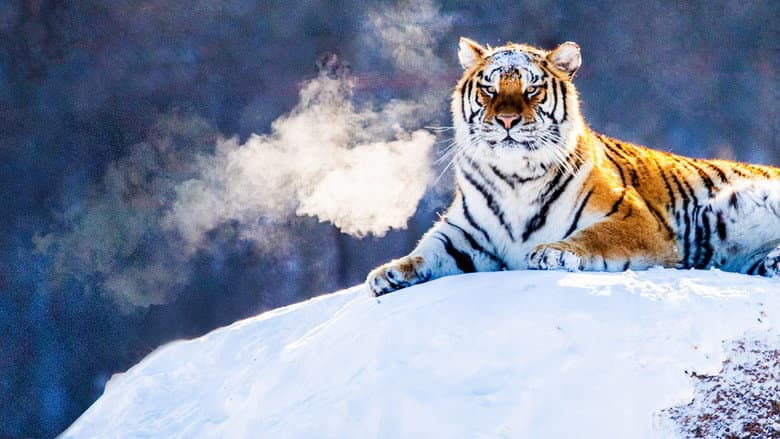 Russia's Wild Tiger still