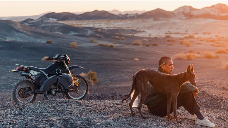 Black Dog still