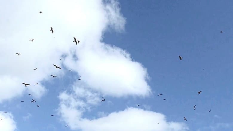 Flight still