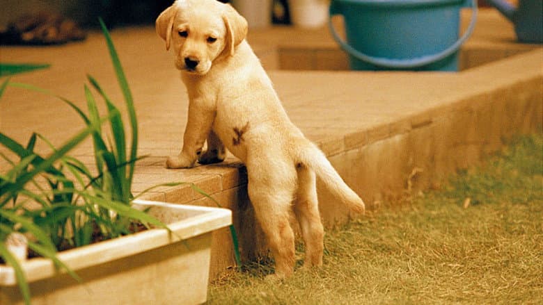 Quill: The Life of a Guide Dog still