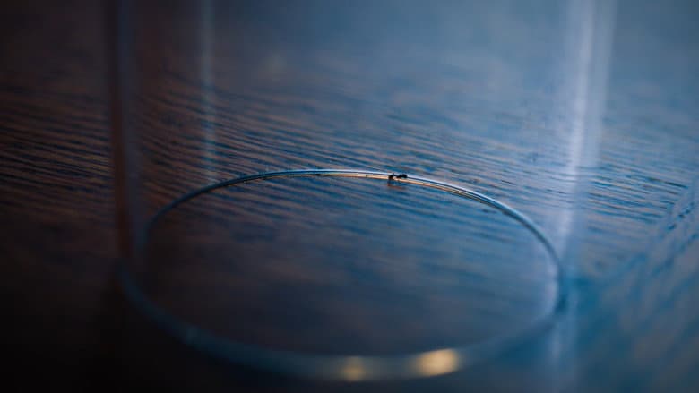 The Ant still
