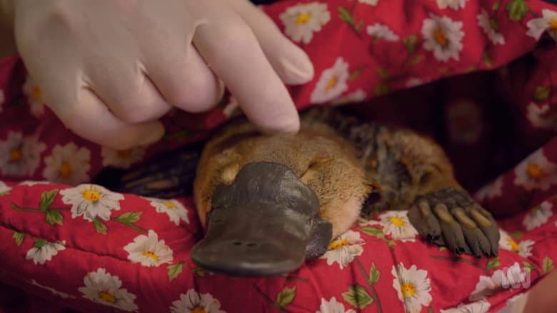 The Platypus Guardian still