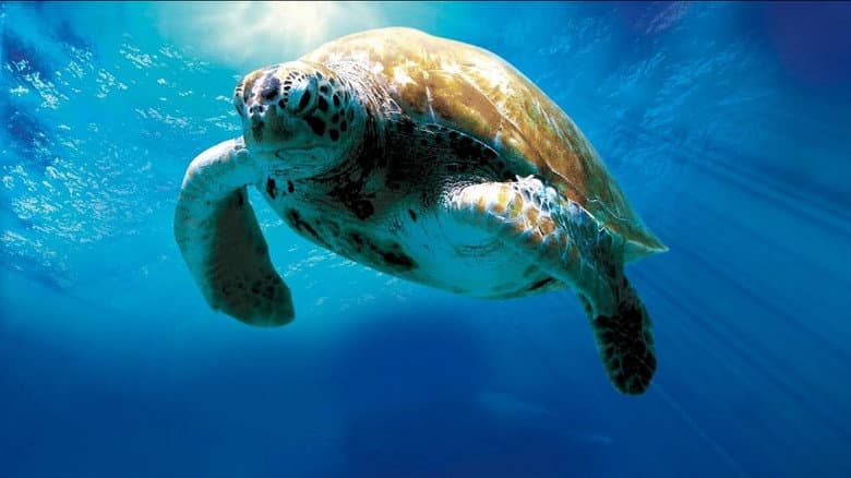 Turtle: The Incredible Journey still
