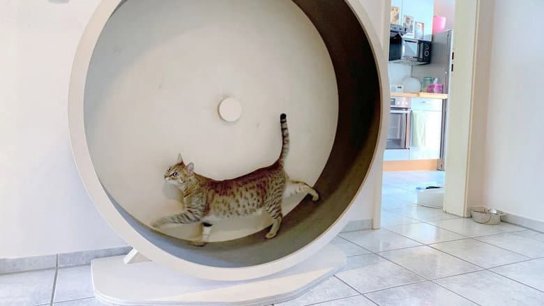 Das geheime Wesen der Katzen still
