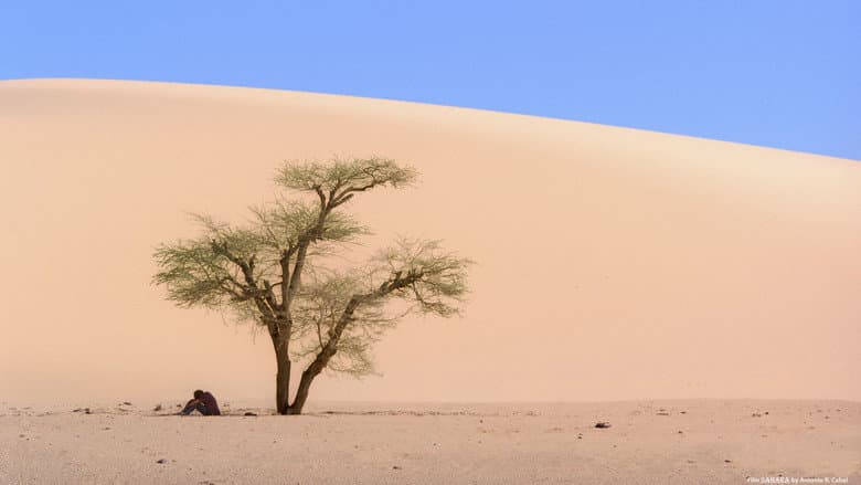 End of Trip, Sahara still