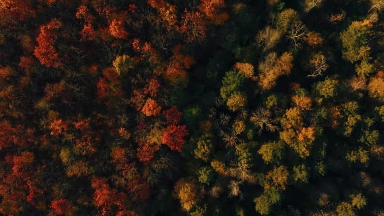 Voir l'automne, une saison en France still