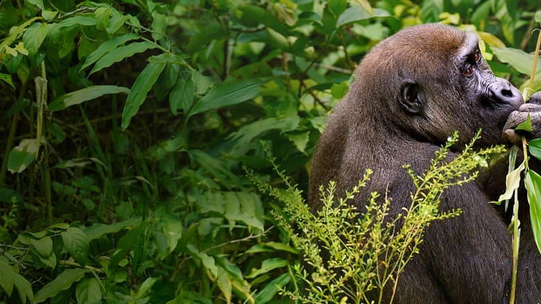 Gorillas Close Up still