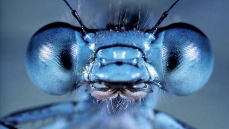 Microcosmos still