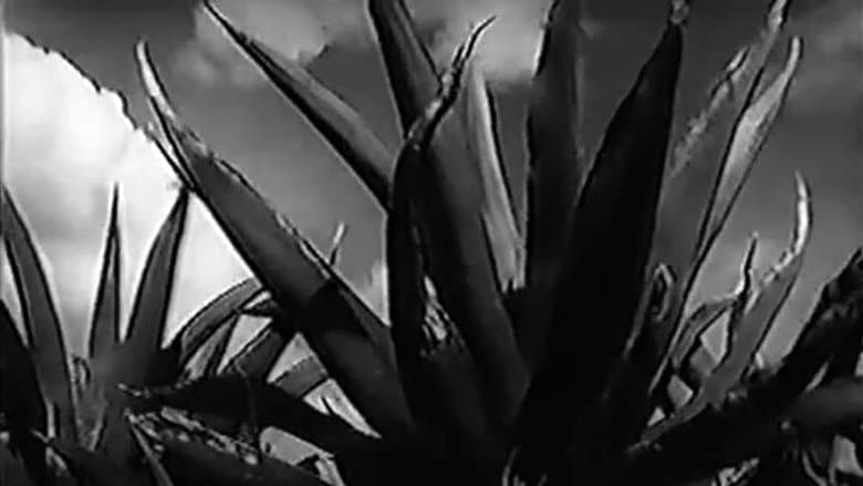 Magueyes still