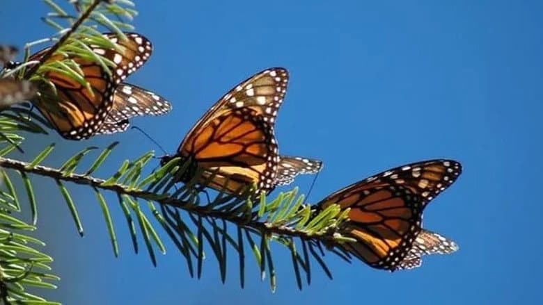 The Incredible Journey of the Butterflies still