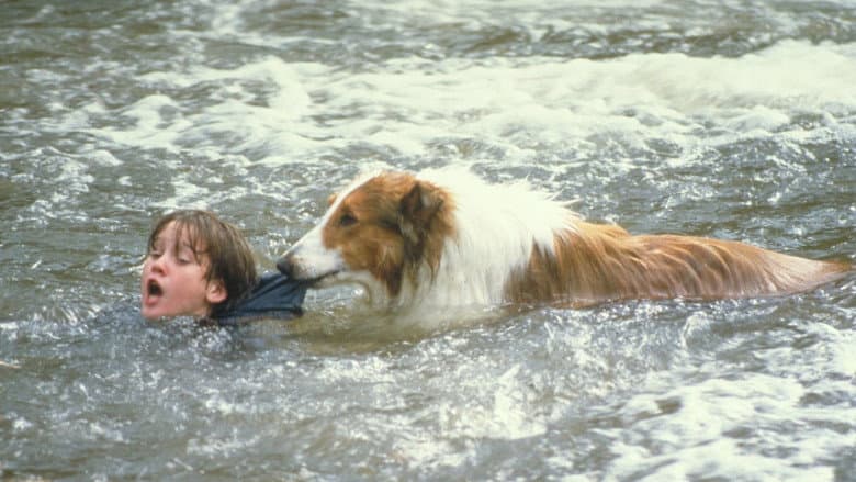 Lassie still