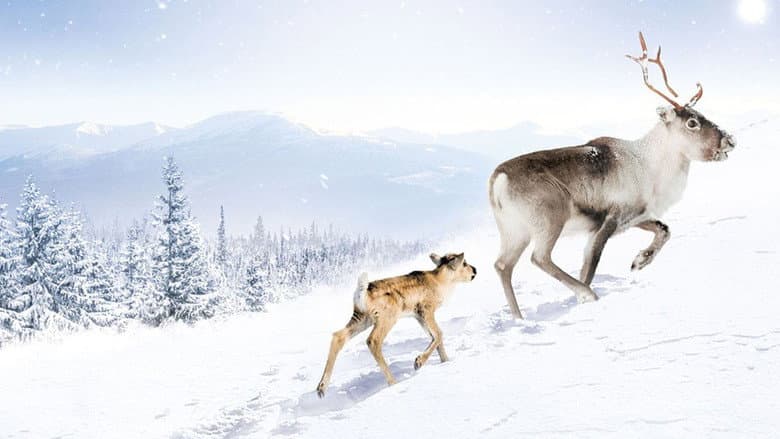 A Reindeer's Journey still