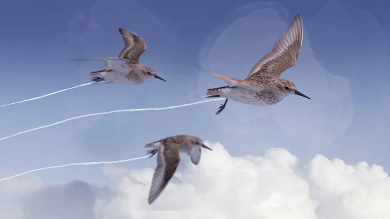 Flyways still