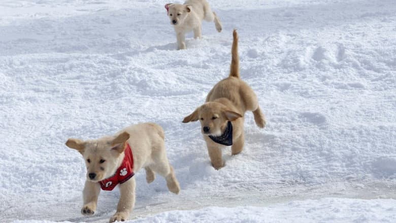 Snow Buddies still