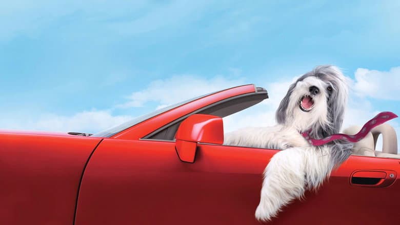 The Shaggy Dog still