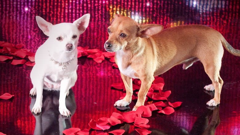 Beverly Hills Chihuahua 2 still