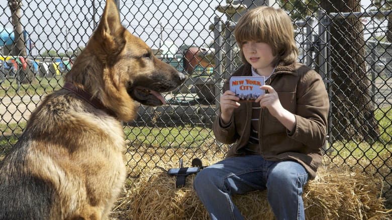 Cool Dog still