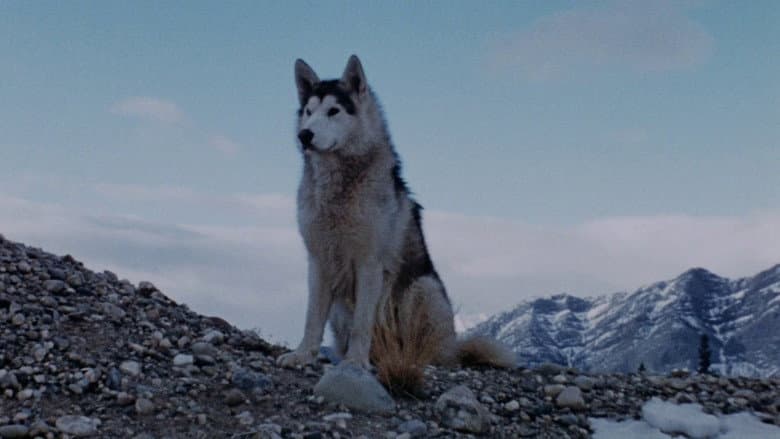 Nikki, Wild Dog of the North still