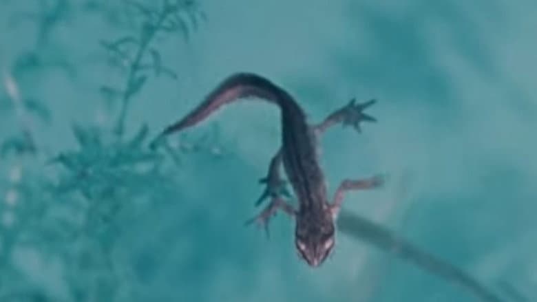 Life and Death in A Pond still