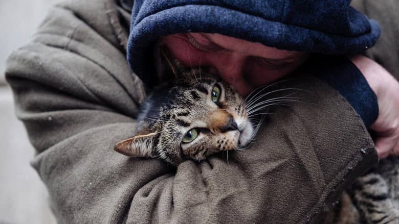 Cat Daddies still