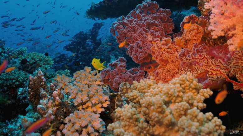 Coral Reef Adventure still