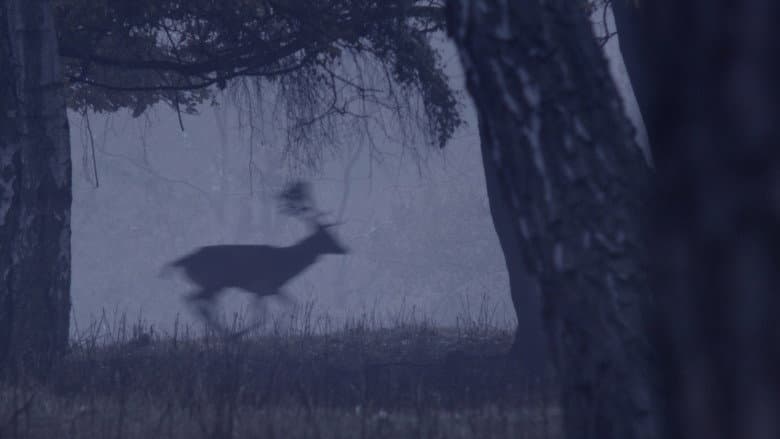 Deer Boy still