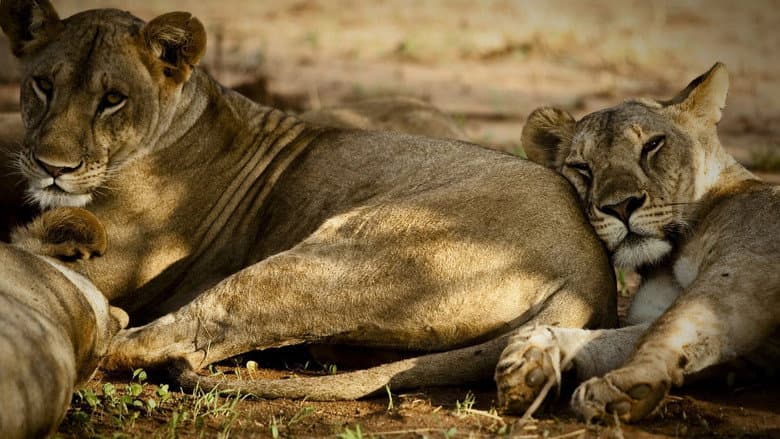 Born Free still