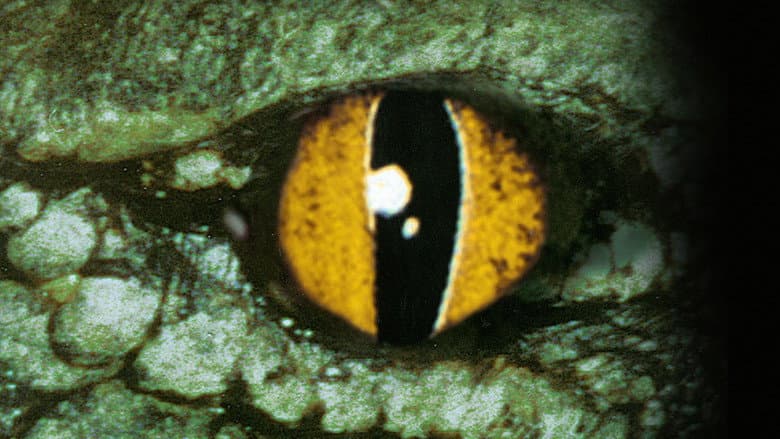 Crocodile still
