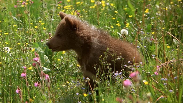The Bear still