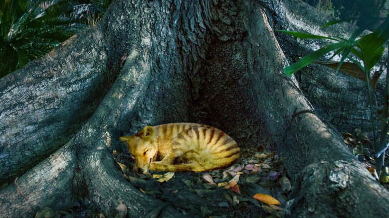 Tiger on the Rocks still