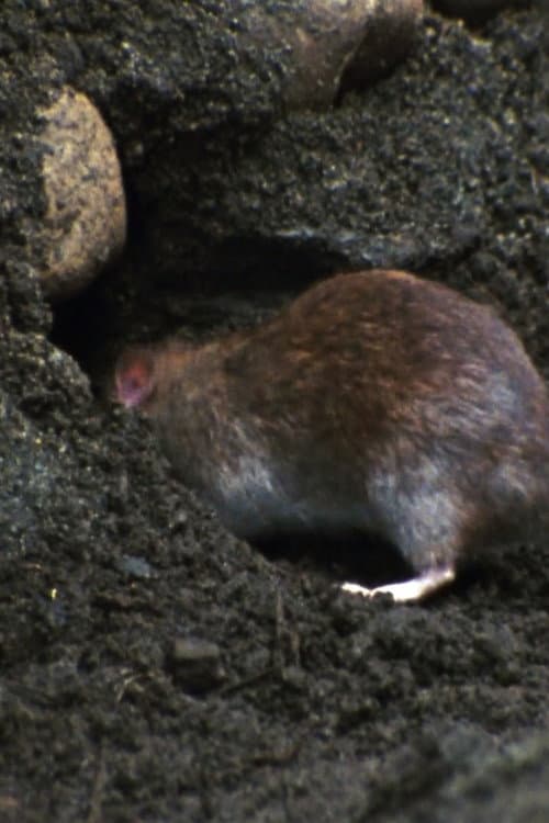 Ratopolis poster