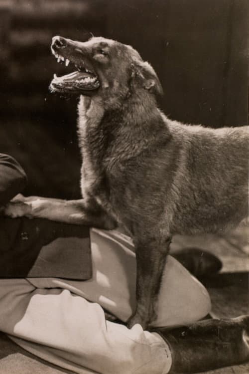 The Hound of Silver Creek poster