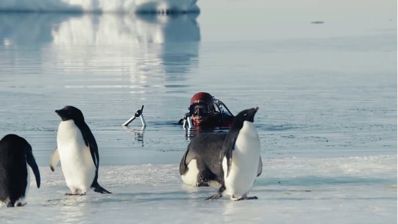 Antarctica, in the footsteps of the Emperor still