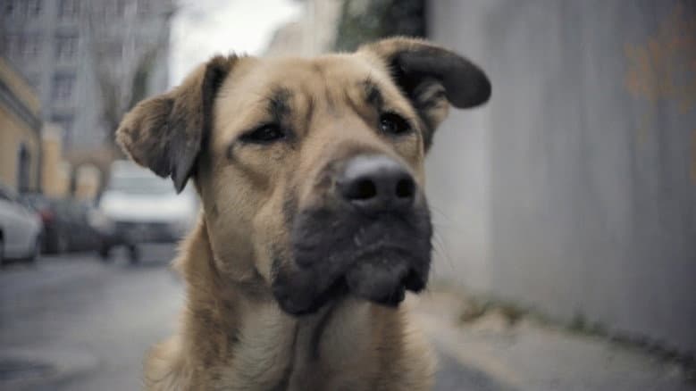 Stray still