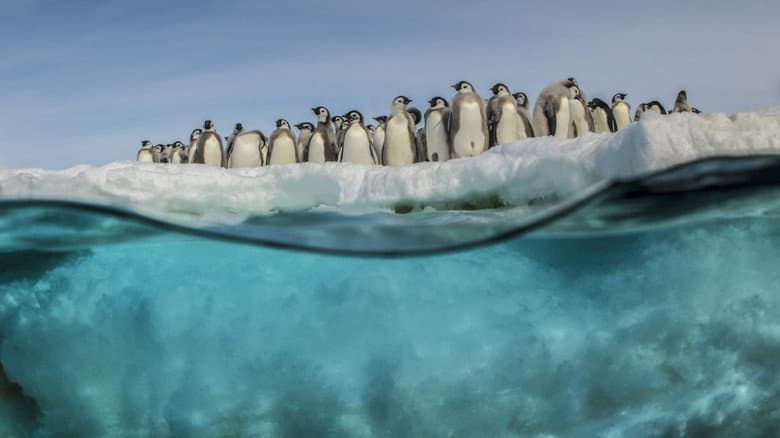 Antarctica, in the footsteps of the Emperor still
