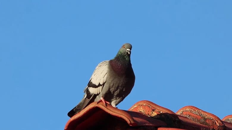 Pombo Doméstico: Herói ou Vilão? still