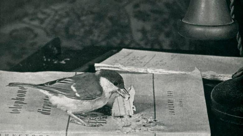 Language of Birds still