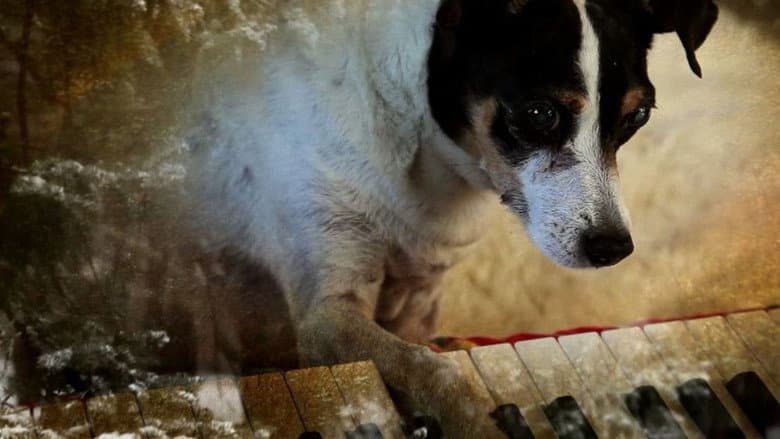 Heart of a Dog still