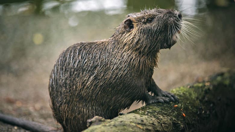 Rodents of Unusual Size still