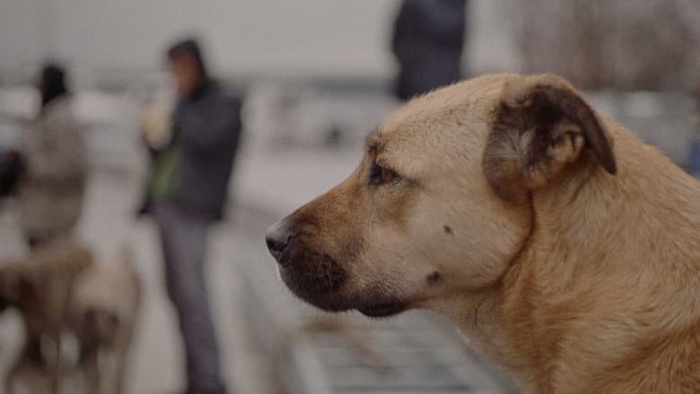 Stray still
