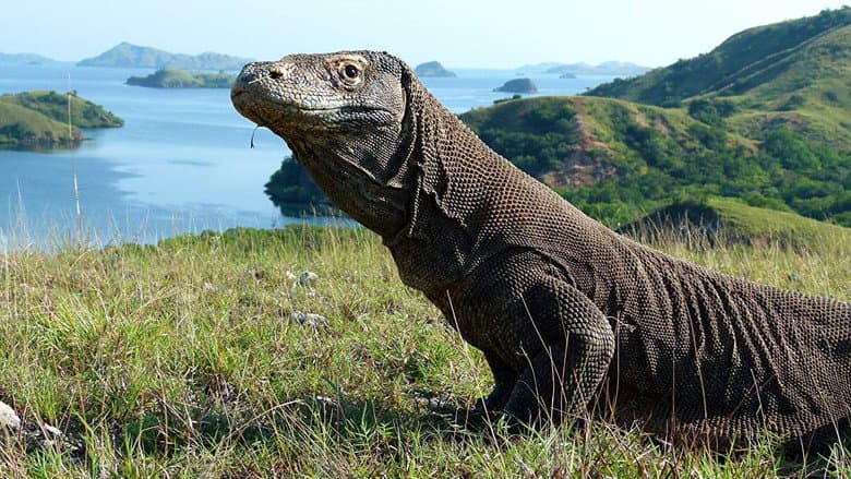 Dragon Island still