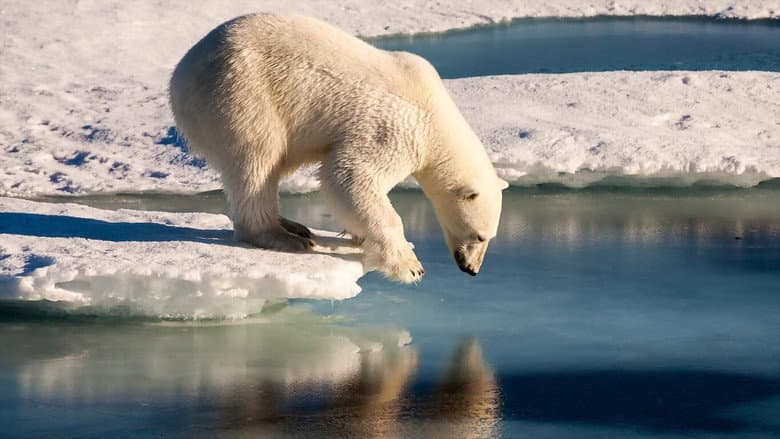 Polar Bears still