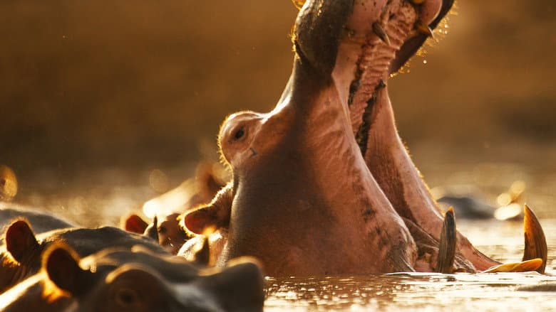 Hippo vs Croc still
