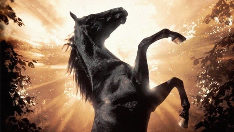 Black Beauty still
