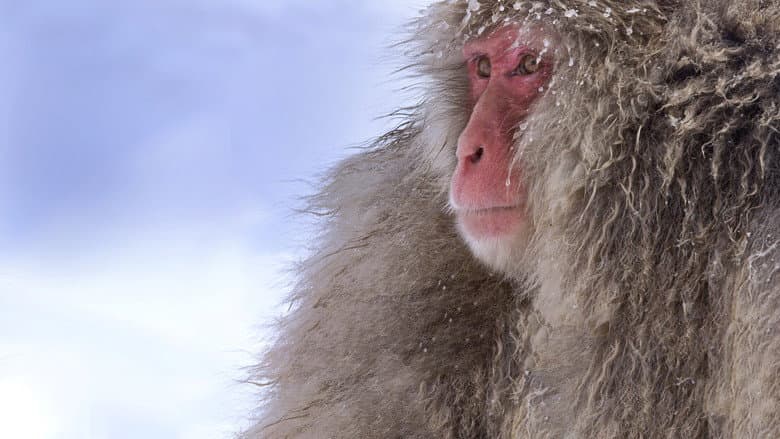 Wild Japan: Snow Monkeys still