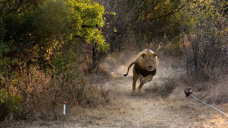 Man V. Lion still