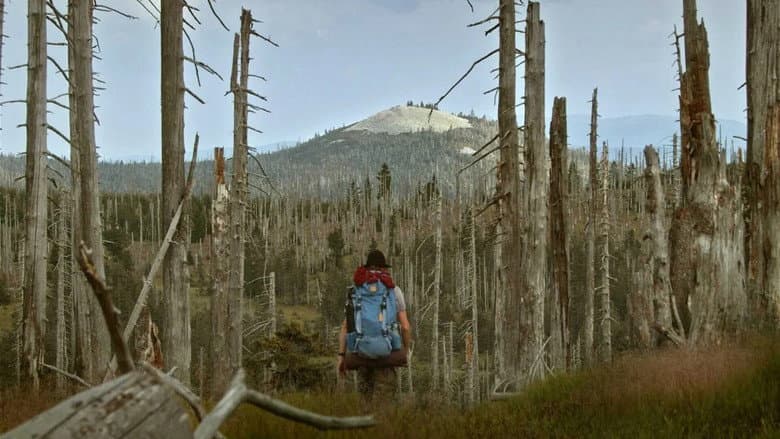 The Wild Forest still