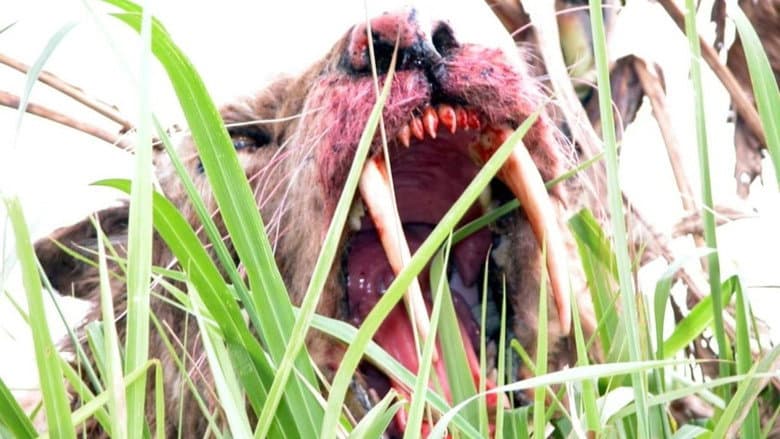 Sabretooth still