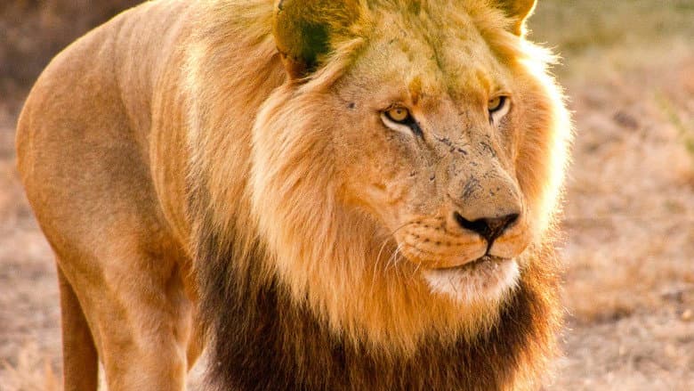 Man V. Lion still
